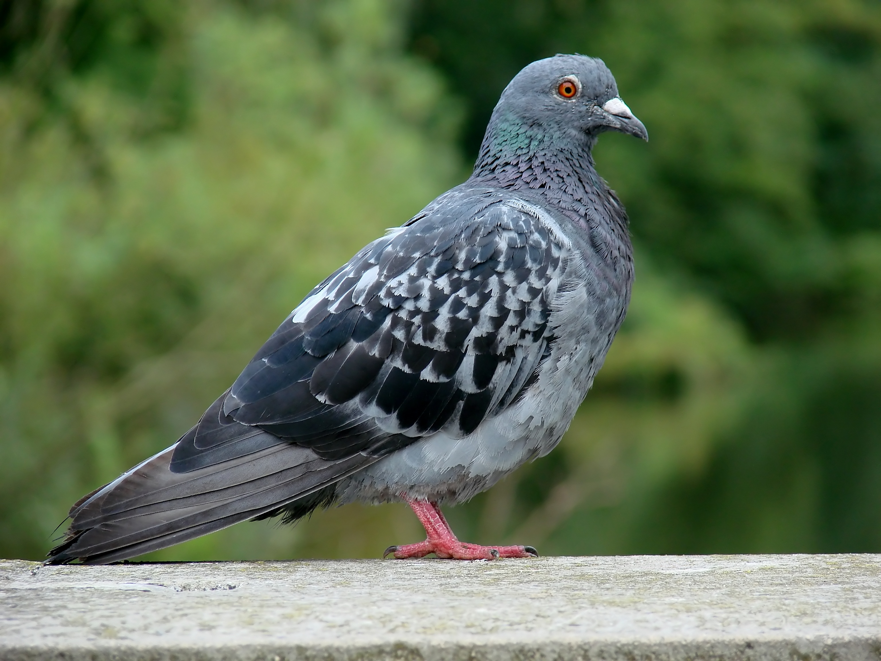 AdobeStock_1274583.jpeg